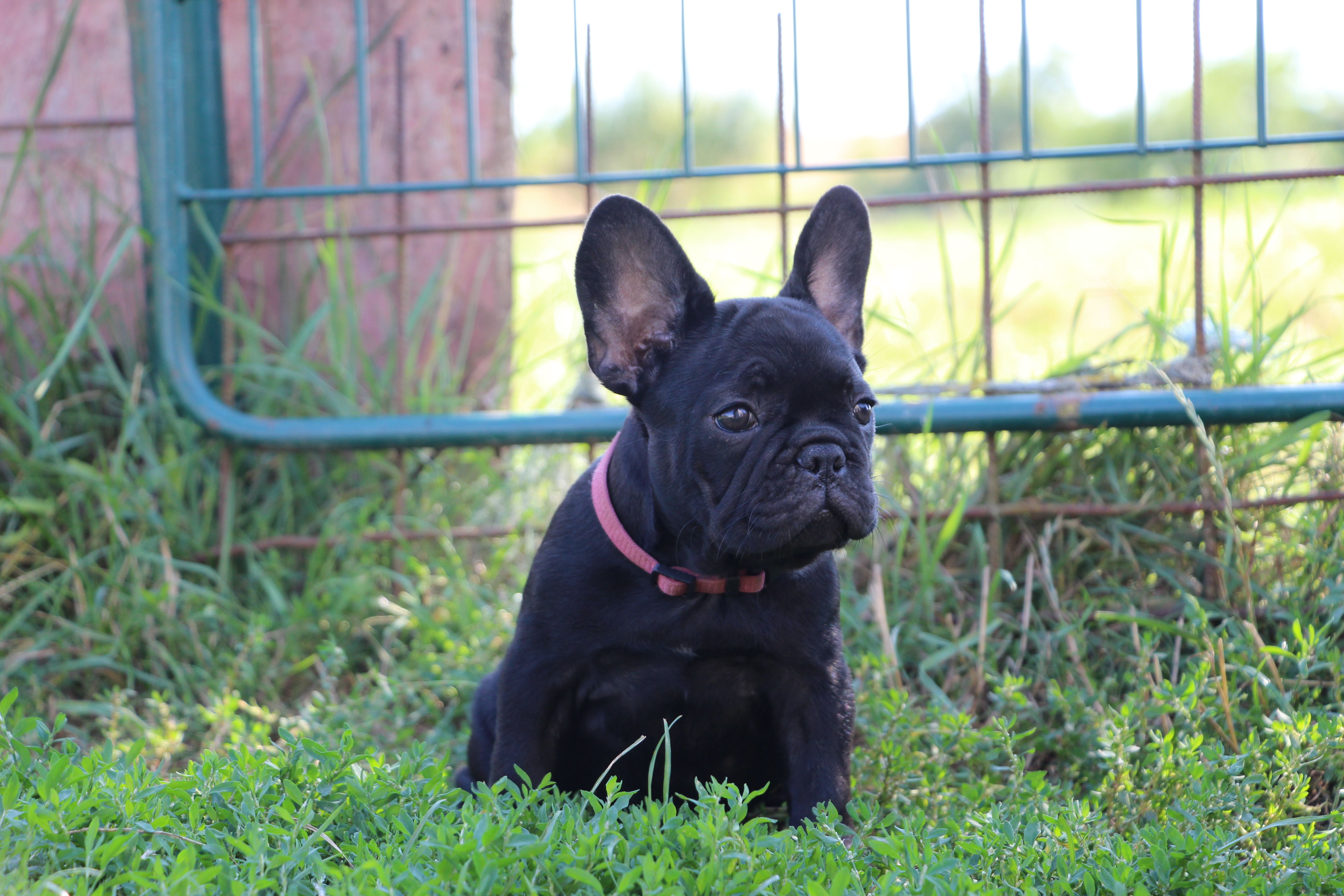 <svg class='purple'></svg> <b> Magic Molly</b> <svg class='purple'></svg>